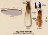 Termites South Florida Photos