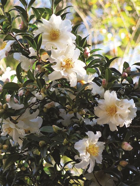 The State Of Camellias How An Asian Import Became Alabamas State