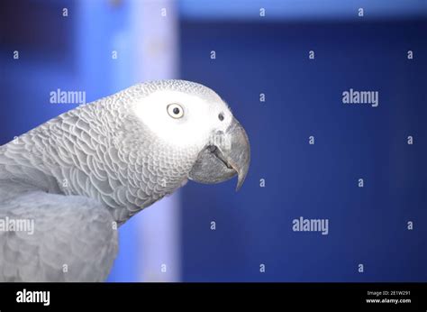 Side View Of An African Grey Parrot Stock Photo Alamy
