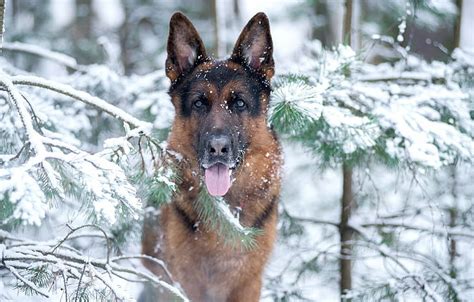 German Shepherd Wallpaper In Snow
