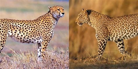 What Is The Difference Between A Leopard And A Cheetah Home Design Ideas