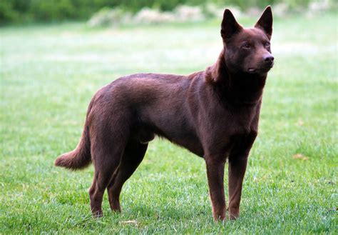 Australian Kelpie - Breeders, Puppies and Breed Information - Dogs