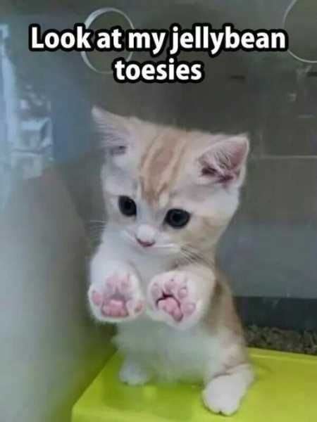 Wholesome Collection Of Adorable Kitten Memes I Can Has Cheezburger