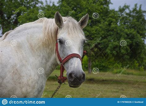 White Horse Grazing In A Meadow Near A Farm In Countryside Stock Photo