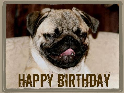 Happy Birthday Images With Pugs Cool Happy Birthday Images Birthday