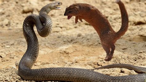 Snake Vs Mongoose Real Fight In Street I सांप और नेवला के बीच असली