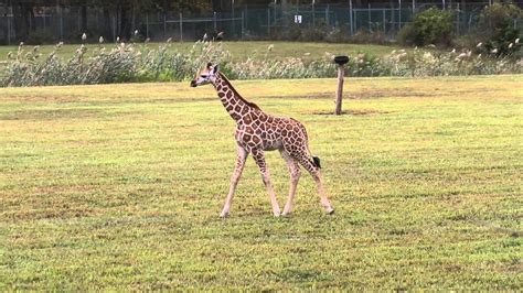 Baby Giraffe Walking Youtube