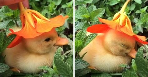 Soul Healing Video Of Tiny Duck Falling Asleep With Flower Hat On Its Head