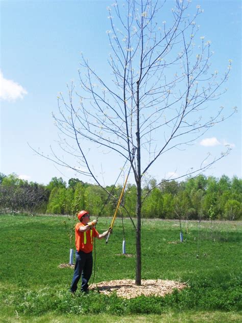 Tree Pruning Treescape Certified Arborists