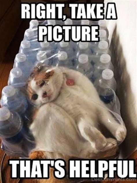 Clever Cat Memes Funny Pictures DesiComments Com