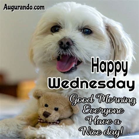 best good morning wednesday images always updated images wednesday memes wednesday greetings