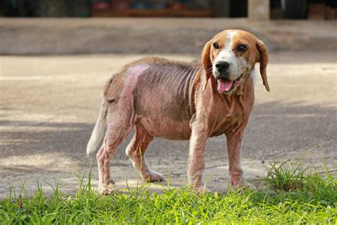 A Guide To Demodectic Mange In Dogs