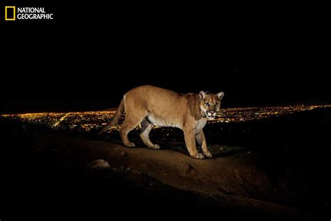 Take Two Picture This National Geographics Steve Winter Captures La