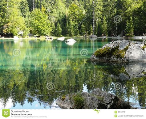 Firs And Reflection On The Green Lake Stock Photo Image Of