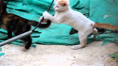 Cat Fight Youtube