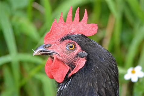 Free Photo Rooster Cock Chicken Bird Free Image On Pixabay 454447