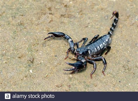 Image Of Emperor Scorpion Pandinus Imperator On The Ground Insect