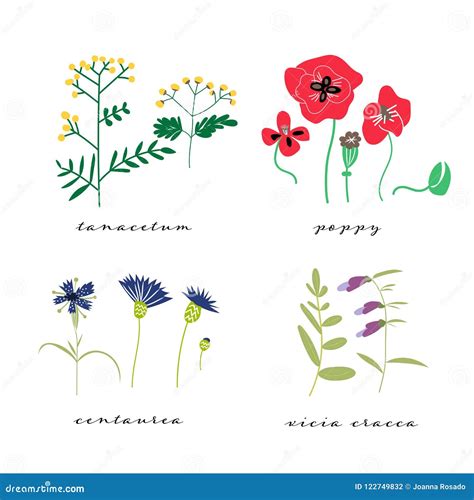 Wild Flowers Vector Illustration Set Collection Of Meadow Plant And