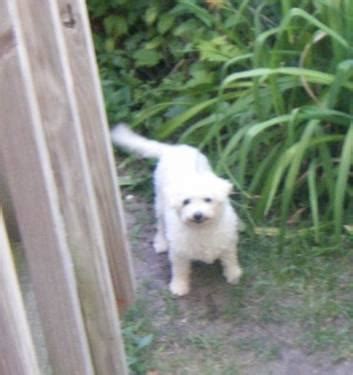 This is partially due to i just recently got a one year old rescue teddy bear.how much should i be feeding him.he seems. Teddy Bear (Shih-Tzu & Bichon Frise) almost 1 year old for ...
