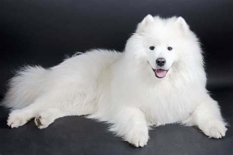 Cachorro grande e peludo conheça 20 raças incríveis Guia