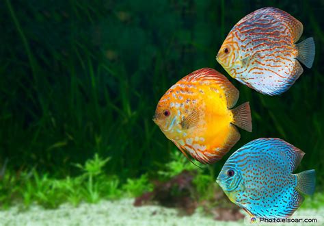 Free Download Discus Tropical Fish Wallpaper 1800x1255 519963