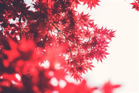 Hd Wallpaper A Low Angle Shot Of Red Maple Trees Against A Clear