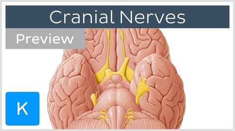 Cranial Nerves List And Functions Preview Human Anatomy Kenhub