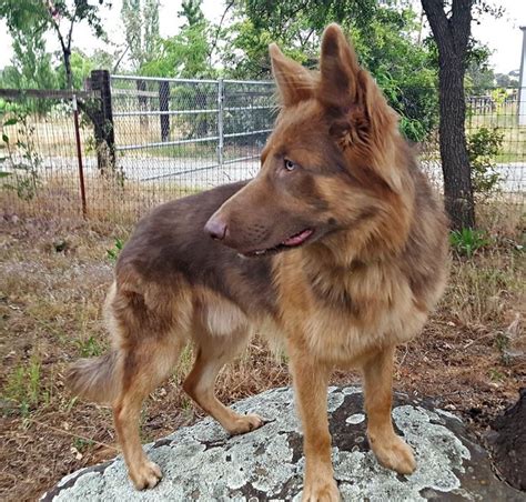 Liver German Shepherd Big And Cute Dog Breed