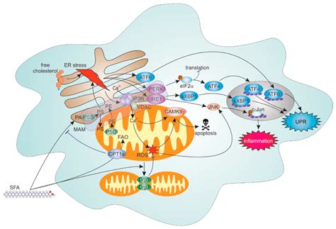 Cells Free Full Text ER Mitochondria Communication In Cells Of The