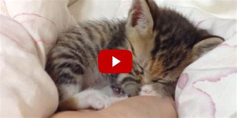 Tiny Kittens Falling Asleep In Hands Love Meow