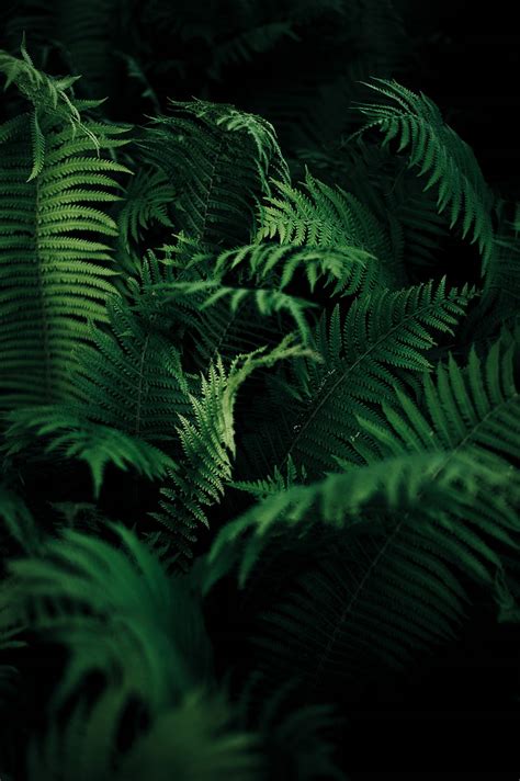 1920x1080px 1080p Free Download Fern Leaves Green Macro Plant