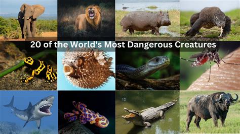Surviving In The Wild 20 Of The Worlds Most Dangerous Creatures Youtube