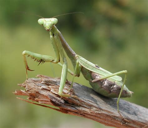 A Closer Look At Nature The Praying Mantis The Source