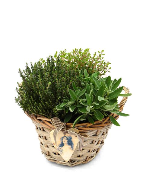 Christmas Plant T Ideas Vintage Herb Basket By Taplant