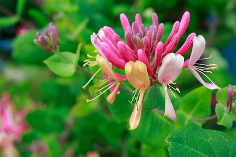 The Best Climbing Plants For Shade David Domoney