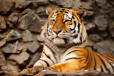 Siberian Tiger Wallpapers Pictures Images Riset