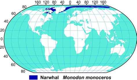 Distribution And Habitat Narwhals