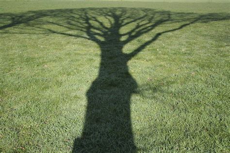 Shadow Tree