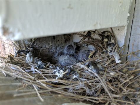 Nestwatch Baby House Finches In Nest Nestwatch
