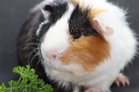 Feeding Guinea Pigs How Much And How Often Feeding Chart And Guide