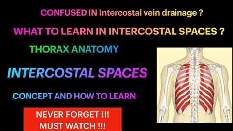 Intercostal Space Anatomy Thorax Everything You Need To Know