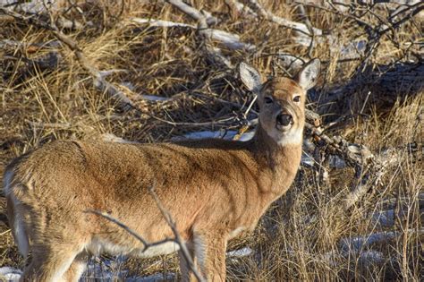 White Tailed Deer Mating And Reproduction At Devils Tower Us