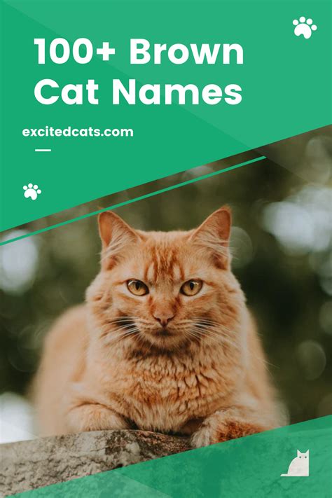100 Star Wars Cat Names Great Ideas For Your Incredible Cat Artofit