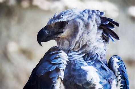 The Giant Harpy Eagle Of South America My Animals