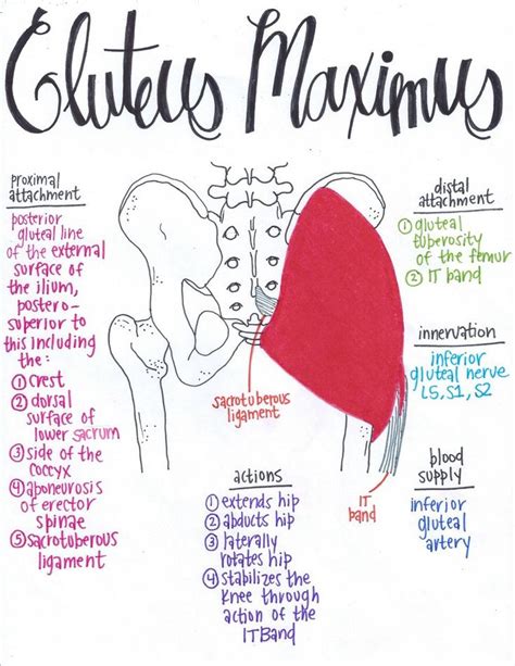 Gluteus Maximus Muscle Anatomy Anatomy Medical Anatomy