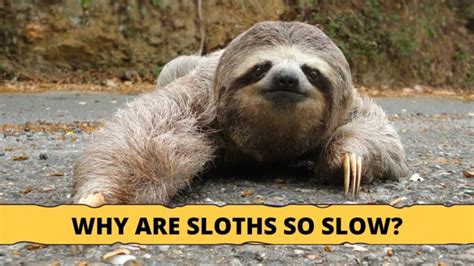The Extreme Life Of A Sloth Sloth Of The Day