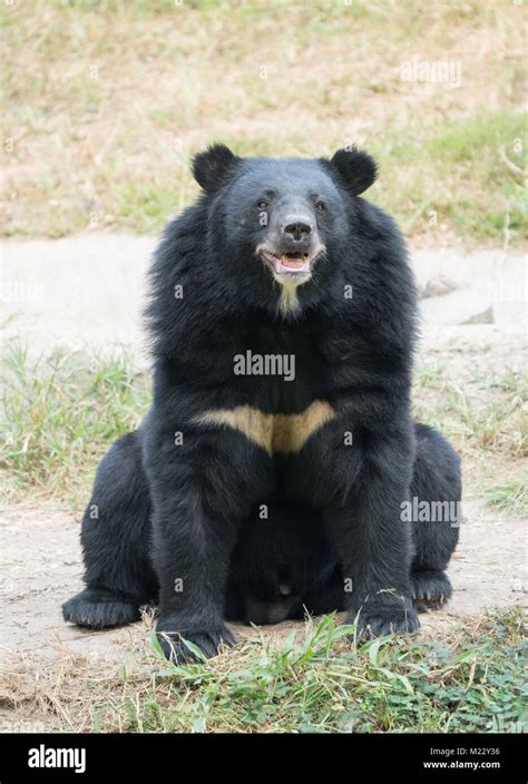 Black Bear Hi Res Stock Photography And Images Alamy