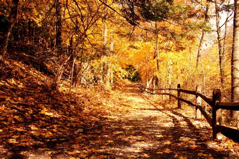 Autumn Forest Trail Stock Photos Beautiful Landscapes