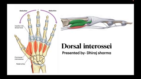 Dorsal Interossei Muscle Anatomy Of Dorsal Interossei Quick