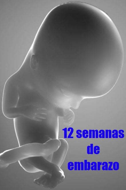 Tu Embarazo 12 Semanas De Gestación